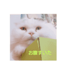 コジ コタ アピ（個別スタンプ：2）