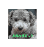 コジ コタ アピ（個別スタンプ：7）