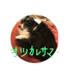 Border collie ＆CAT3（個別スタンプ：13）