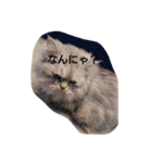 身内系（個別スタンプ：8）
