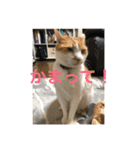 らてぼうとまろん1（個別スタンプ：1）
