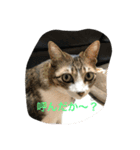 らてぼうとまろん1（個別スタンプ：3）