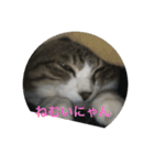 らてぼうとまろん1（個別スタンプ：8）