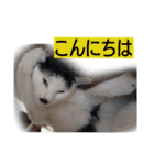 我が家のはなにゃん（個別スタンプ：1）