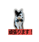 我が家のはなにゃん（個別スタンプ：2）