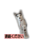 我が家のはなにゃん（個別スタンプ：3）