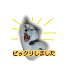 我が家のはなにゃん（個別スタンプ：4）