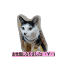 我が家のはなにゃん（個別スタンプ：6）