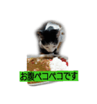 我が家のはなにゃん（個別スタンプ：8）