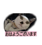 我が家のはなにゃん（個別スタンプ：9）