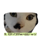 我が家のはなにゃん（個別スタンプ：11）