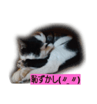 我が家のはなにゃん（個別スタンプ：12）