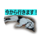 我が家のはなにゃん（個別スタンプ：13）