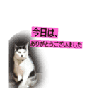 我が家のはなにゃん（個別スタンプ：14）