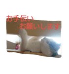 我が家のはなにゃん（個別スタンプ：20）