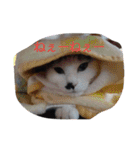 我が家のはなにゃん（個別スタンプ：24）