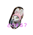 我が家のはなにゃん（個別スタンプ：28）