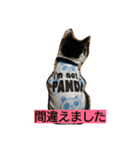 我が家のはなにゃん（個別スタンプ：31）
