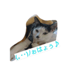 我が家のはなにゃん（個別スタンプ：32）