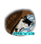 我が家のはなにゃん（個別スタンプ：33）
