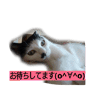我が家のはなにゃん（個別スタンプ：34）