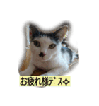 我が家のはなにゃん（個別スタンプ：36）