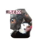 我が家のはなにゃん（個別スタンプ：37）