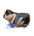 我が家のはなにゃん（個別スタンプ：39）
