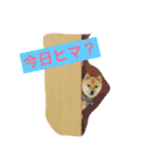 まめ太の日常（個別スタンプ：1）