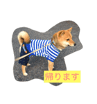 まめ太の日常（個別スタンプ：4）