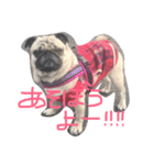 パグのむーちゃん（個別スタンプ：2）