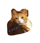 実家のシロちゃん（個別スタンプ：1）