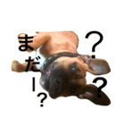 Pitbulls（個別スタンプ：1）