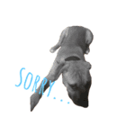 Pitbulls（個別スタンプ：2）