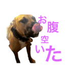 Pitbulls（個別スタンプ：3）