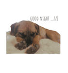 Pitbulls（個別スタンプ：5）
