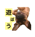 Pitbulls（個別スタンプ：6）