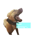 Pitbulls（個別スタンプ：7）