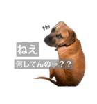 Pitbulls（個別スタンプ：8）