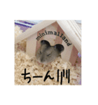 獅子丸♡（個別スタンプ：3）