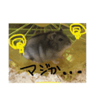 獅子丸♡（個別スタンプ：9）