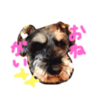 Miniature Schnauzer Pee（個別スタンプ：2）