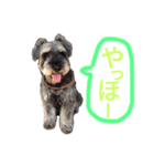 Miniature Schnauzer Pee（個別スタンプ：3）