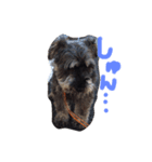 Miniature Schnauzer Pee（個別スタンプ：4）