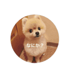 Leon's daily stamp（個別スタンプ：3）