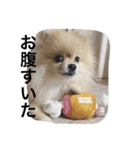 Leon's daily stamp（個別スタンプ：9）