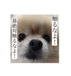 Leon's daily stamp（個別スタンプ：16）