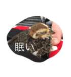 カイル（個別スタンプ：1）