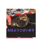 カイル（個別スタンプ：3）