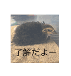 カイル（個別スタンプ：4）